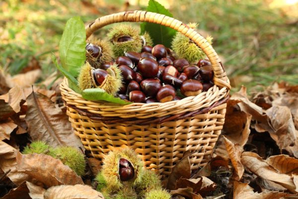 castagne